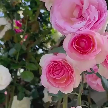 Super Elegant Colourful Rose Flowers Seeds