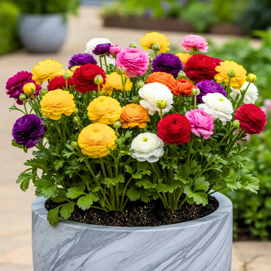 Super Elegant Colourful Rose Flowers Seeds